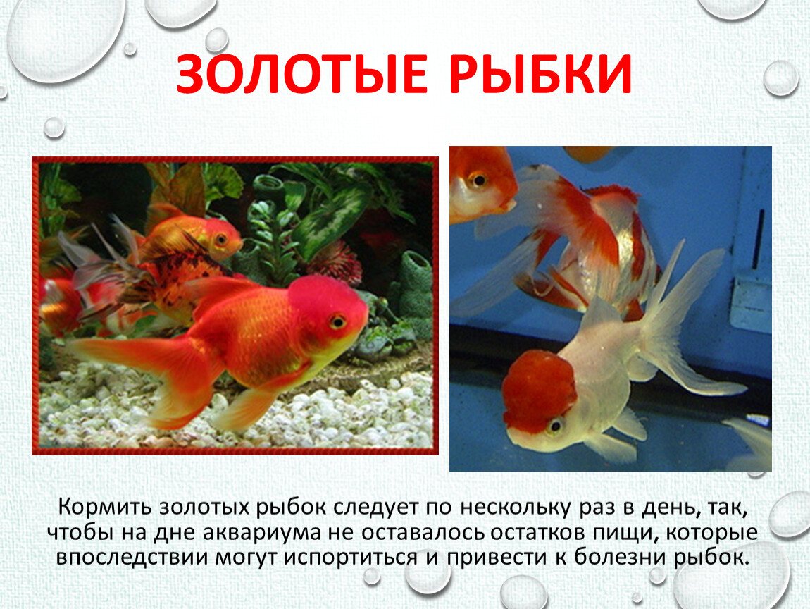 Сколько раз в день кормят аквариумных рыбок. Животные живого уголка. Золотая рыбка в аквариуме. Рыбы живого уголка. Обитатели живого уголка.