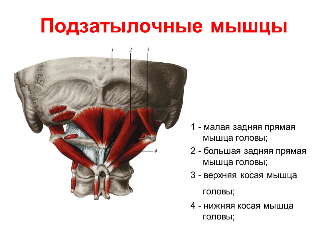 Подзатылочные мышцы головы анатомия