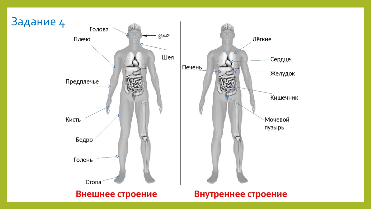 Внешняя часть человека. Части тела человека окружающий мир ВПР 4. Тело человека органы 4 класс ВПР. Строение тела человека ВПР 4. Части тела человека ВПР 4 класс.