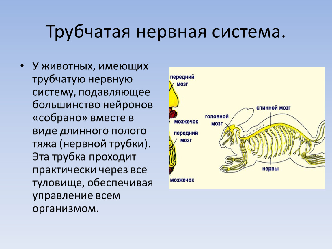 Виды нервной. Трубчатая нервная система у млекопитающих. Нервная система животных 7 класс биология. Трубчатаятнервная система. Трубчатая нервная система у животных.