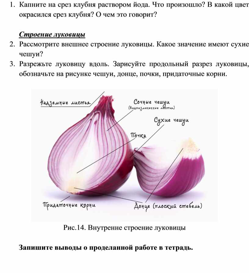 Капните на срез клубня йодом