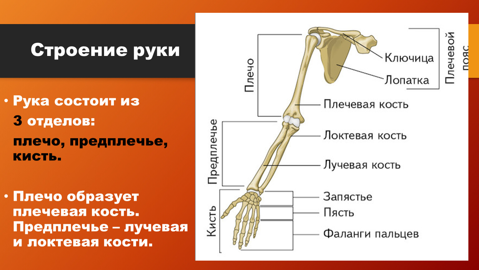 Строение руки Рука состоит из 3 отделов: плечо, предплечье, кисть