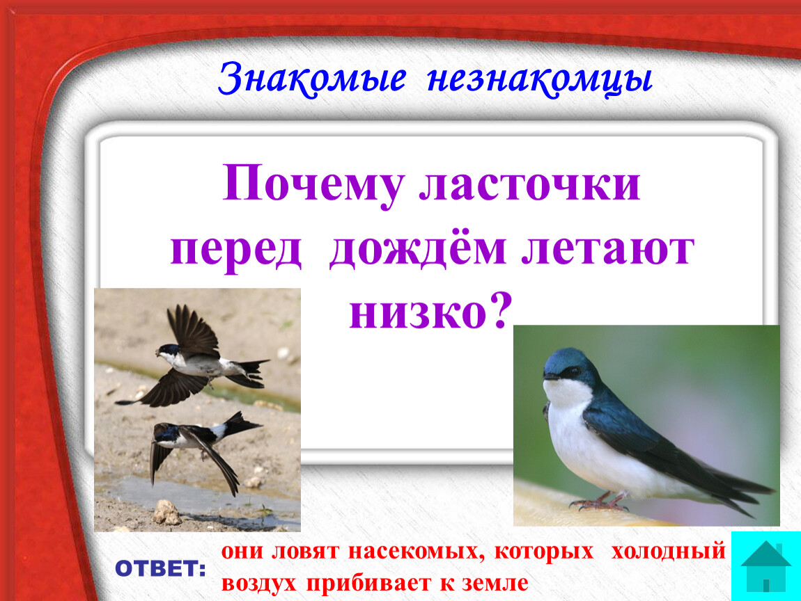 Какие звуки издают ласточки. Почему перед дождём ласточки летают низко. Ласточки низко летают. Народные приметы ласточки низко летают. Примета ласточки низко летают к дождю.