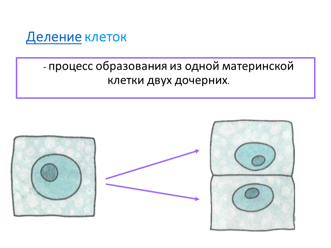 Процесс деления клетки установил. Деление клетки. Процесс деления клетки. Деление материнской клетки. Процесс образования двух дочерних клеток.