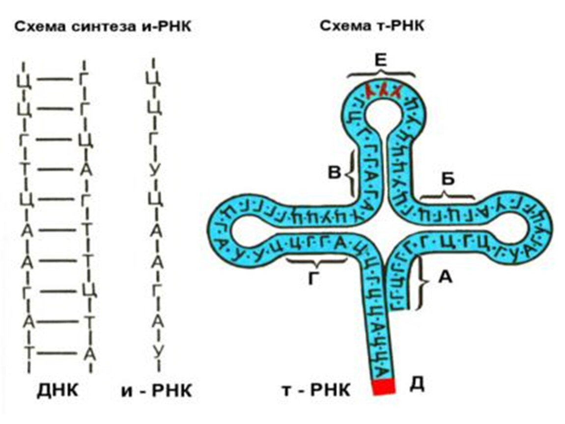 Цепь образования рнк. Схема синтеза РНК. Схема транскрипции ИРНК на ДНК. Трансляция РНК схема. Схема строения т РНК.