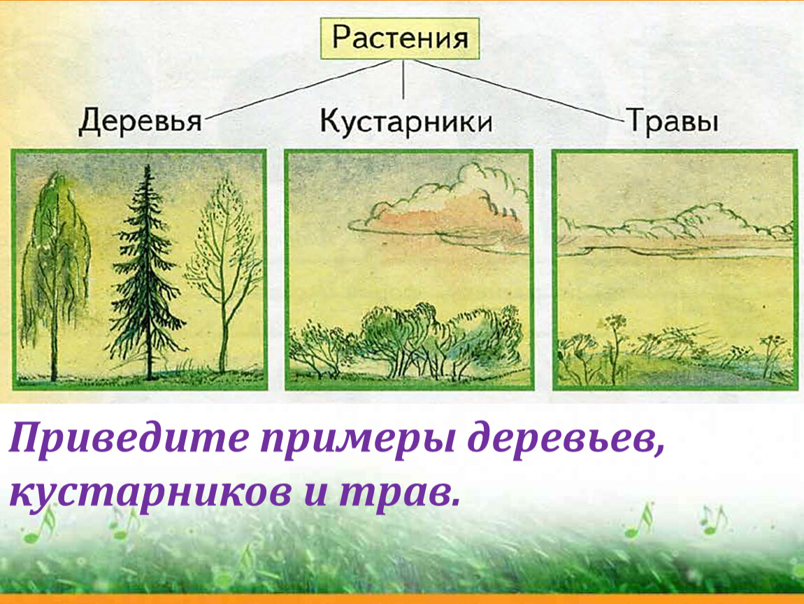 Три группы деревьев. Деревья кустарники травы. Примеры деревьев кустарников. Группы растений деревья кустарники и травы. Слайд деревья кустарники травы.