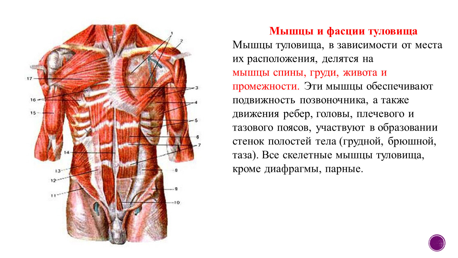 Значение туловища. Поверхностные мышцы туловища спереди. Мышцы туловища груди и живота. Мышцы и фасции спины и грудины анатомия. Мышцы спины и фасции туловища.