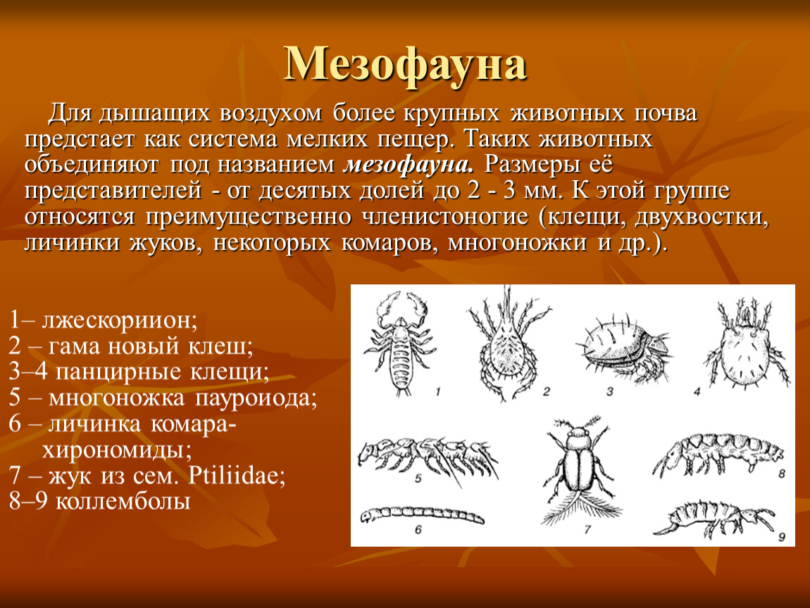 Презентация к уроку экологии 