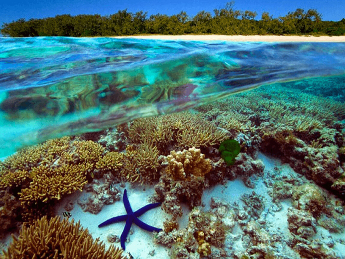 Большой барьерный риф ответ. Барьерный риф в Австралии. Большой Барьерный риф в тихом океане. Коралловый риф в Австралии. Большой Водораздельный риф в Австралии.