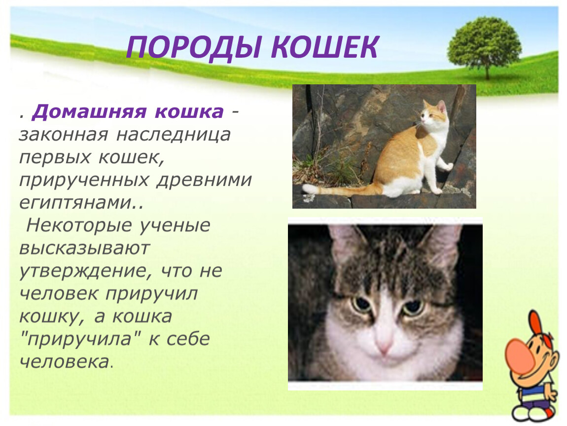 Доклад про кошек