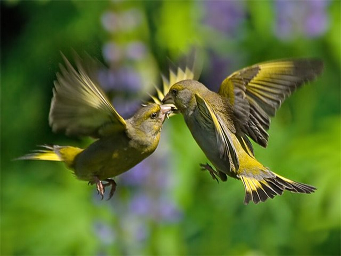 Птицы пение лучшее. Птенец зеленушки. Птицы летом. Птицы поют. Орнитотерапия лечебное пение птиц.