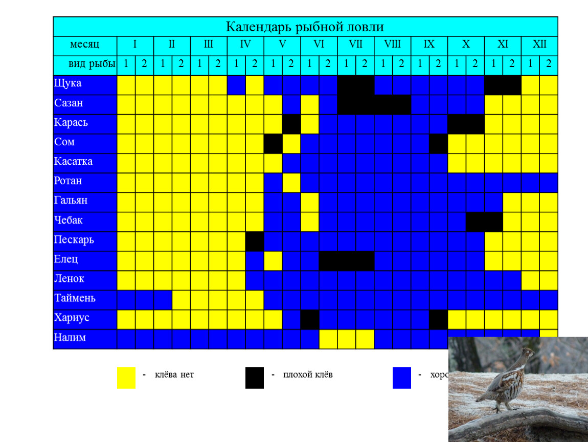 Клев гомель. Рыбный календарь. Расписание рыбалки. Календарь рыбной ловли. Таблица клева.