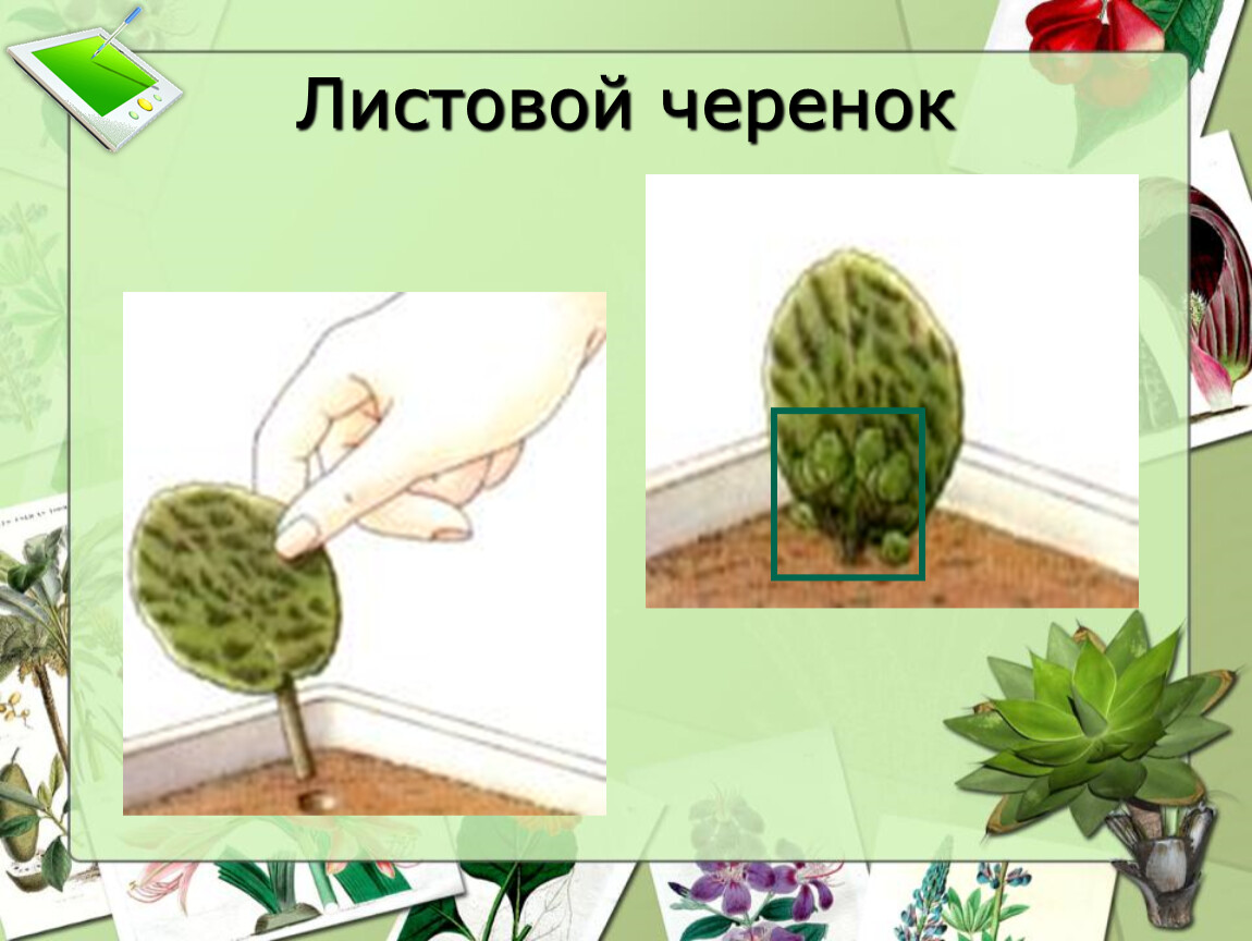 Размножение листовыми черенками рисунок