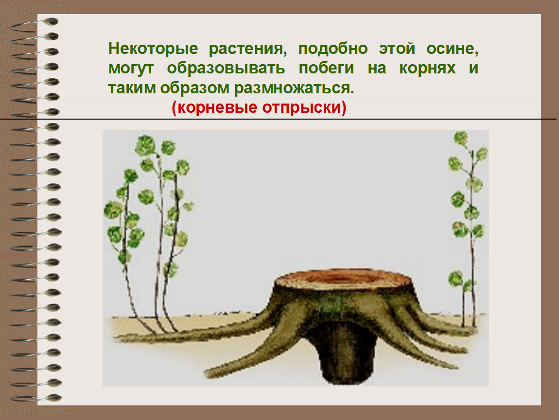 Осина корень. Корни осины. Корневые отпрыски осины. Осина размножение. Корневая система осины.