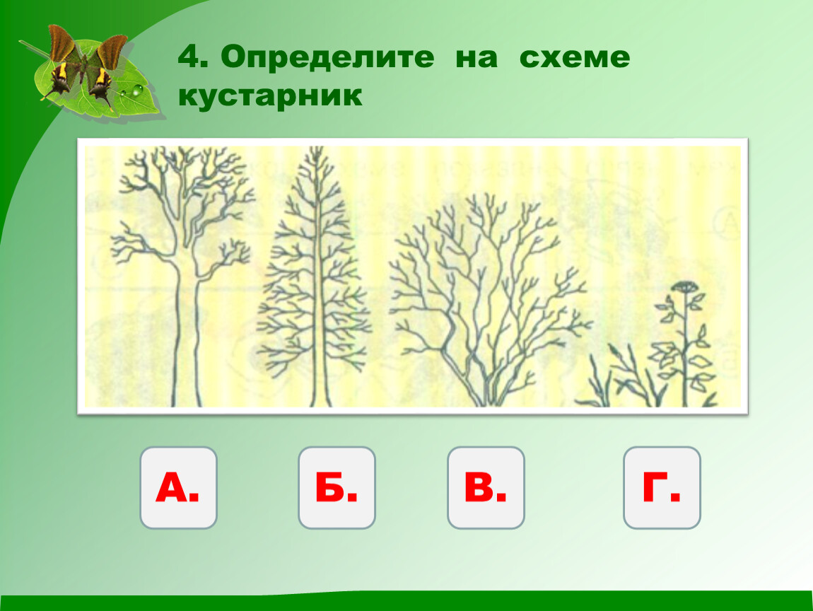 Тест кустики 4 класс с ответами. Задания на тему какие бывают растения. Деревья кустарники травы задания для дошкольников. Задания на тему растения 2 класс. Какие бывают растения задания 2 класс.