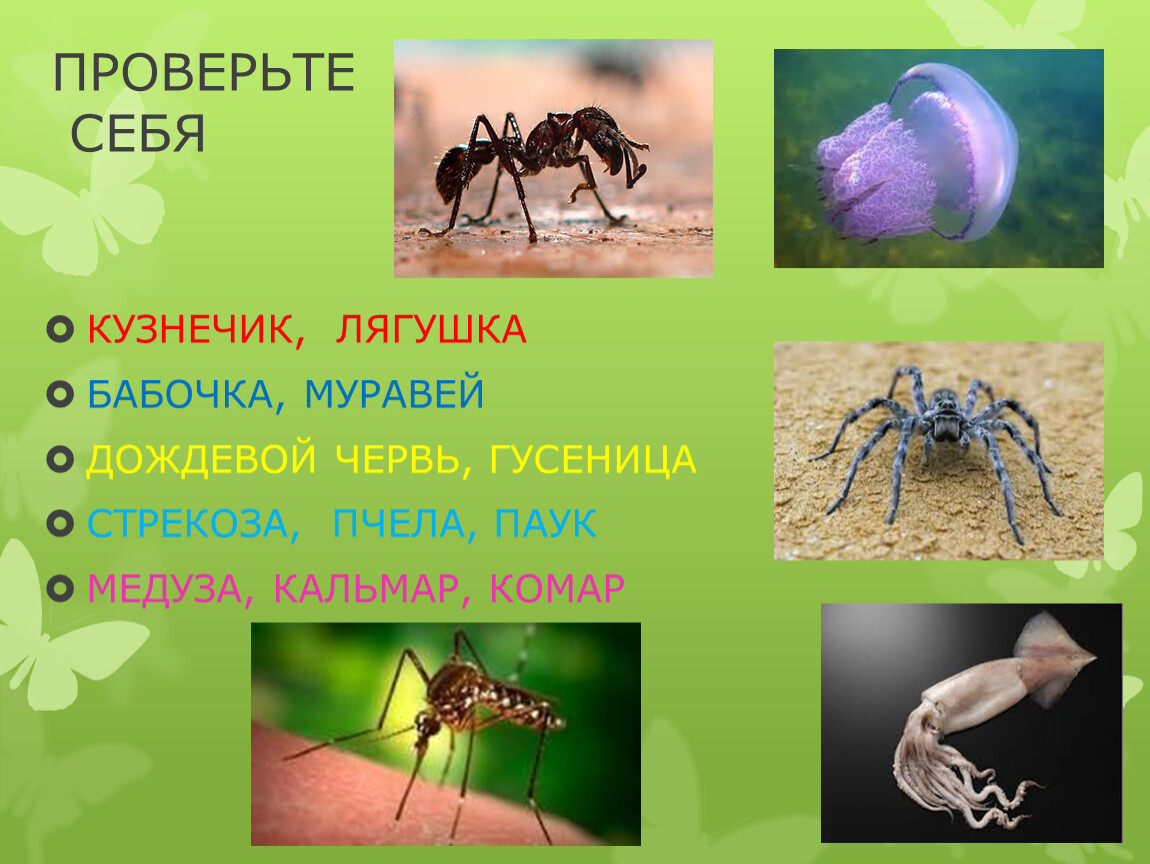 Животные 3 класс 21 век. Беспозвоночные животные 3 класс презентация. Беспозвоночные насекомые примеры. Беспозвоночные презентация 3 класс. Окружающий мир беспозвоночные животные.