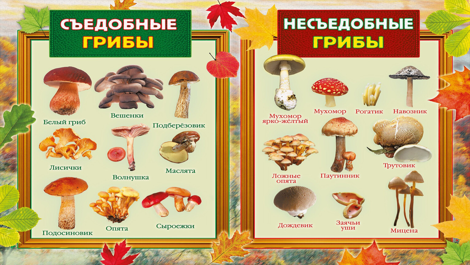Грибы вы знаете какие съедобные. Ядовитые грибы и съедобные грибы 2 класс окружающий мир. Съедобные и несъедобные грибы 2 класс окружающий мир. Мини энциклопедия съедобные и несъедобные грибы. Съедобные грибы и несъедобные грибы окружающий мир 3.