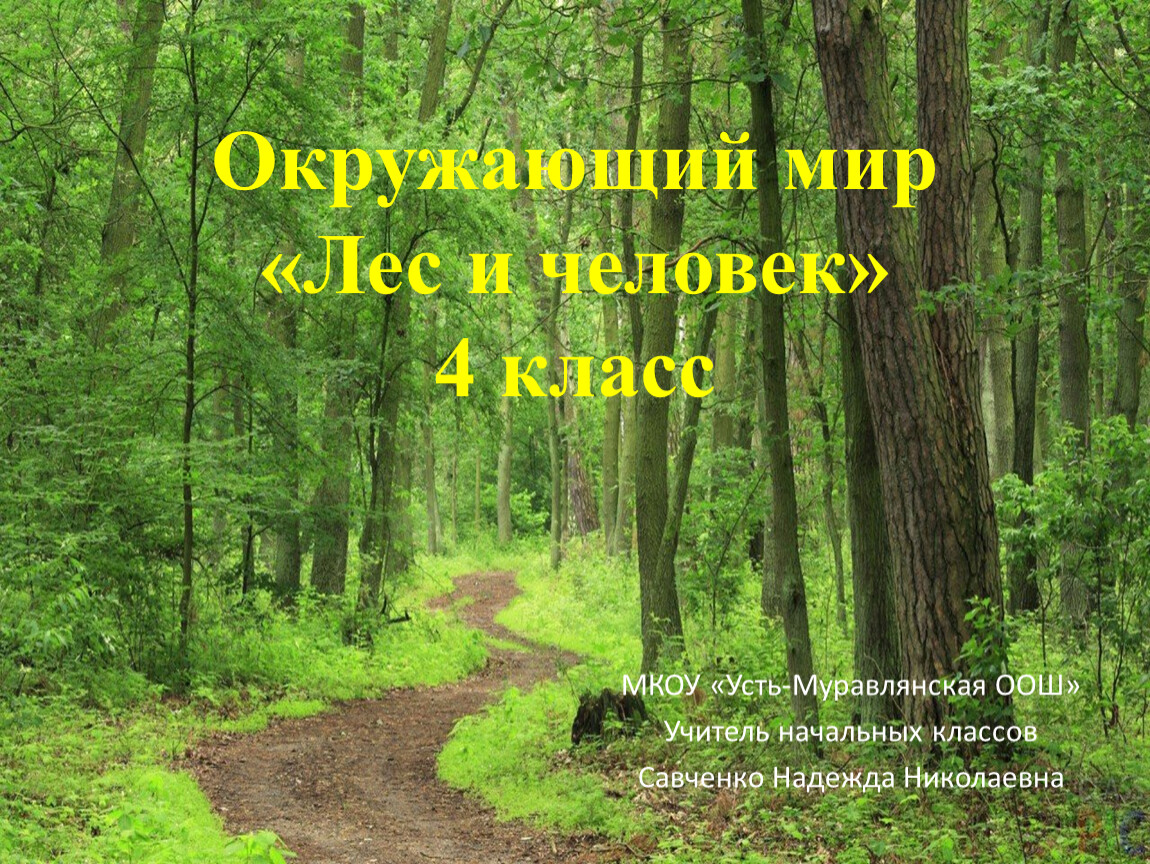 Мир леса 1 класс. Лес и человек окружающий мир. Лес и человек 4 класс. Лес и человек презентация. Лес и человек 4 класс окружающий мир.