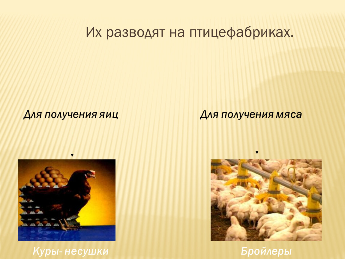 Правила разведения птиц. Птицеводство отрасль животноводства. Птицеводство проект. Птицеводство презентация. Птицеводство 3 класс.