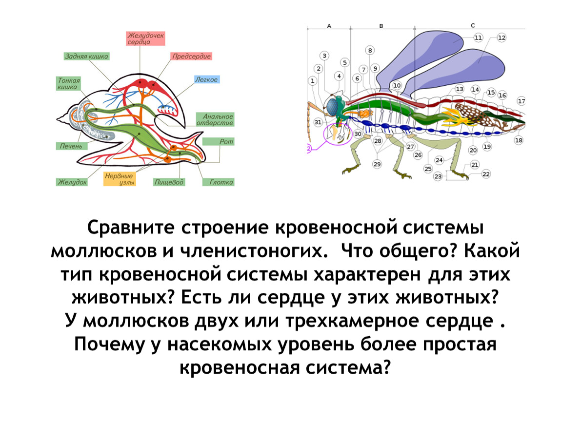 Сравните между собой рисунки кровеносной системы у разных животных отметьте у них черты сходства