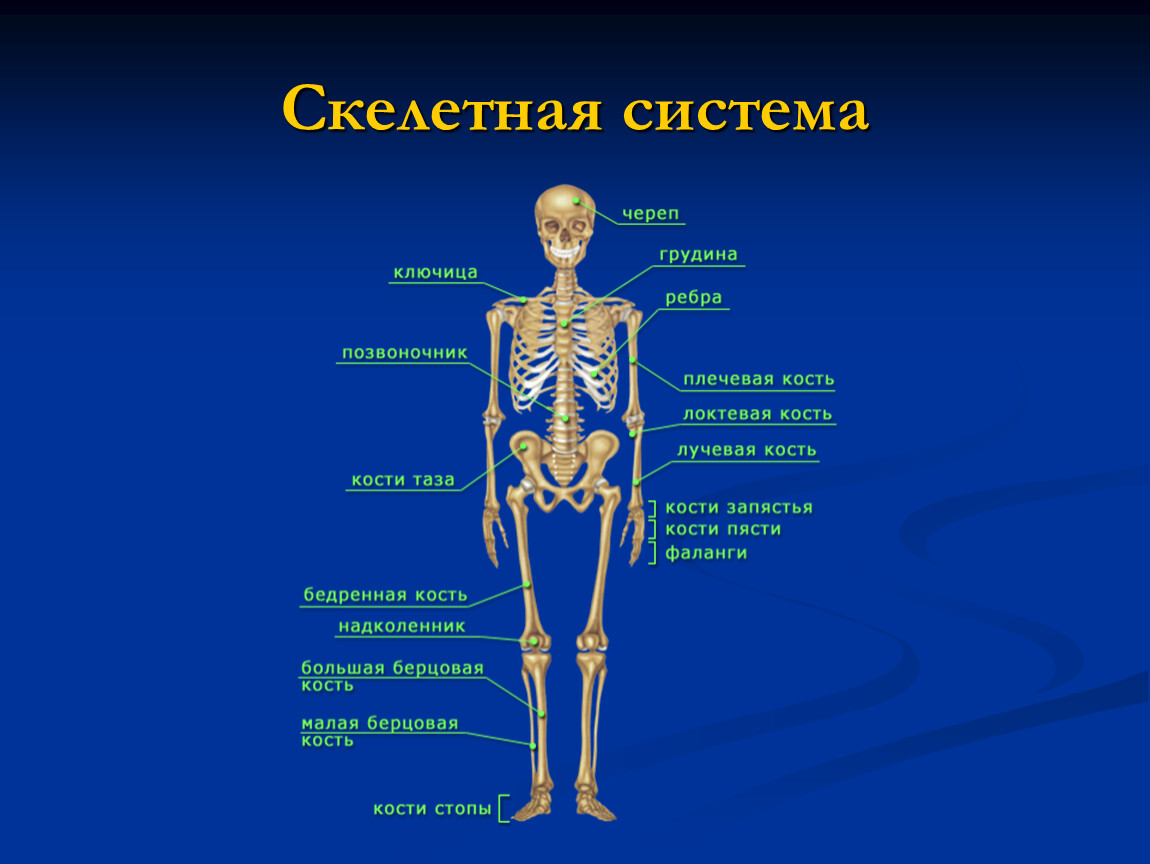 Биология строение тела человека. Система Скелетная биология 8 класс органы. Строение скелетной системы. Строение человека скелет и органы. Строение внутренних органов со скелетом.