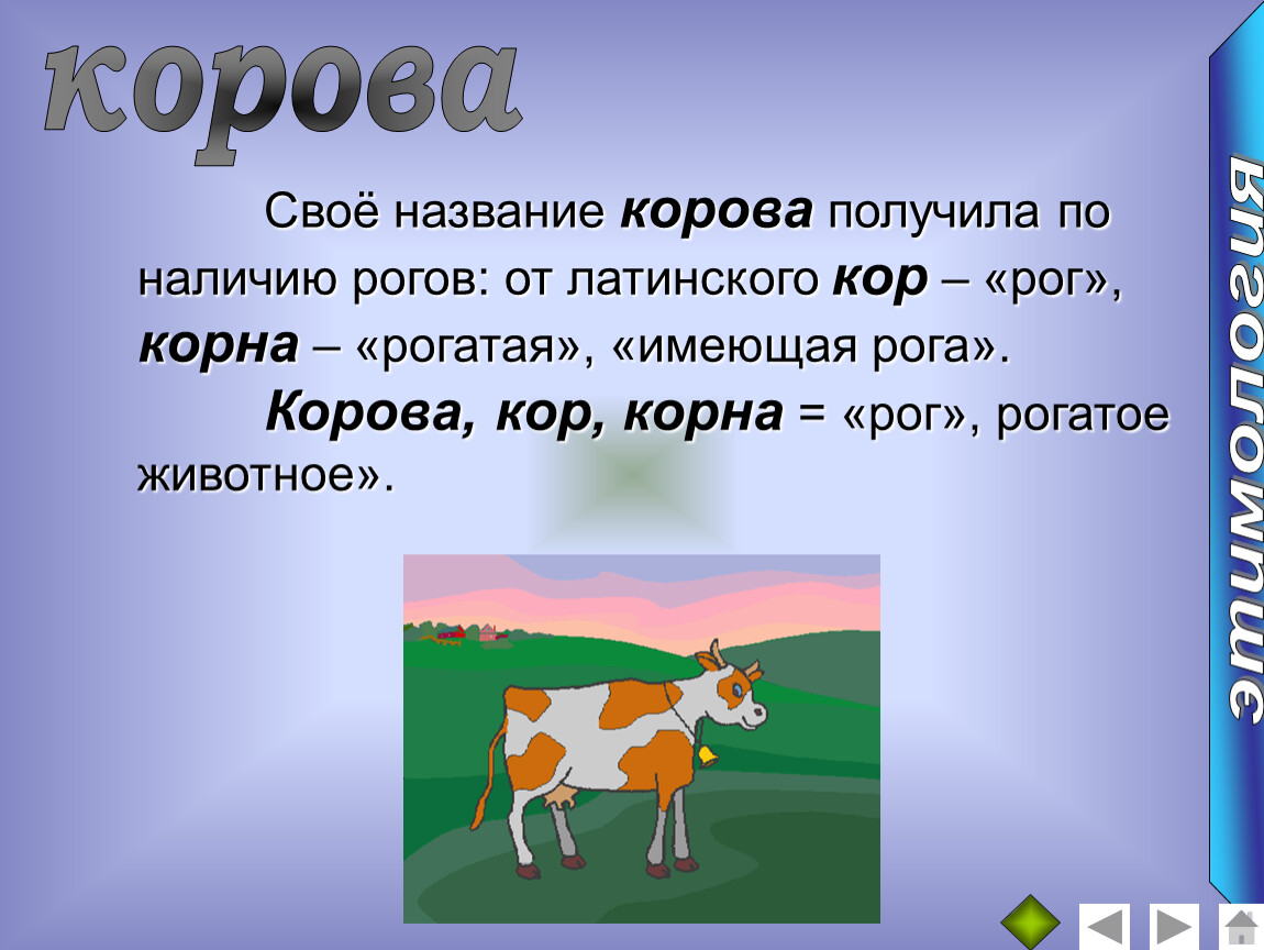 Текст про корову