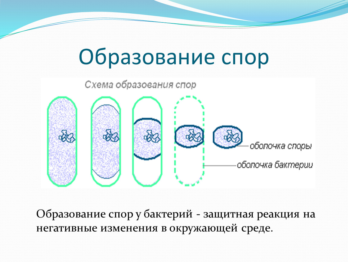 Варианты спора. Процесс спорообразования у бактерий схема. Схема спорообразования у бактерий. Образование споры у бактерий 7 класс Сонин. Размножение бактерий и образование спор.