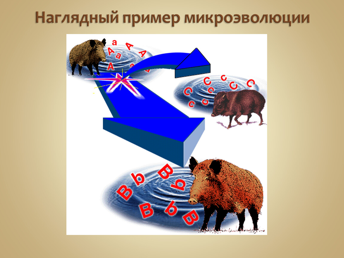 Учение о микроэволюции презентация