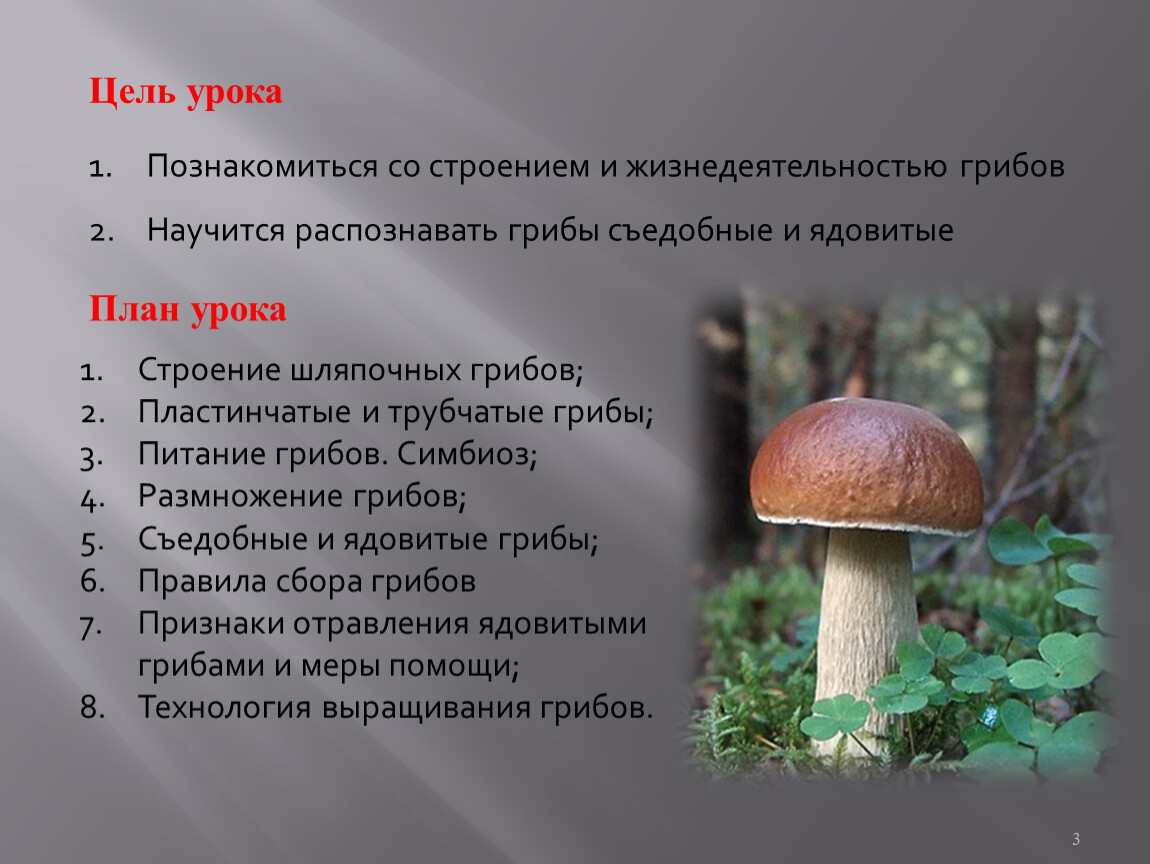 Характеристика шляпочных грибов. Биология 6 класс Шляпочные грибы. Шляпочные грибы 7 класс биология. Жизнедеятельность шляпочных грибов 5 класс. Многоклеточные Шляпочные грибы.