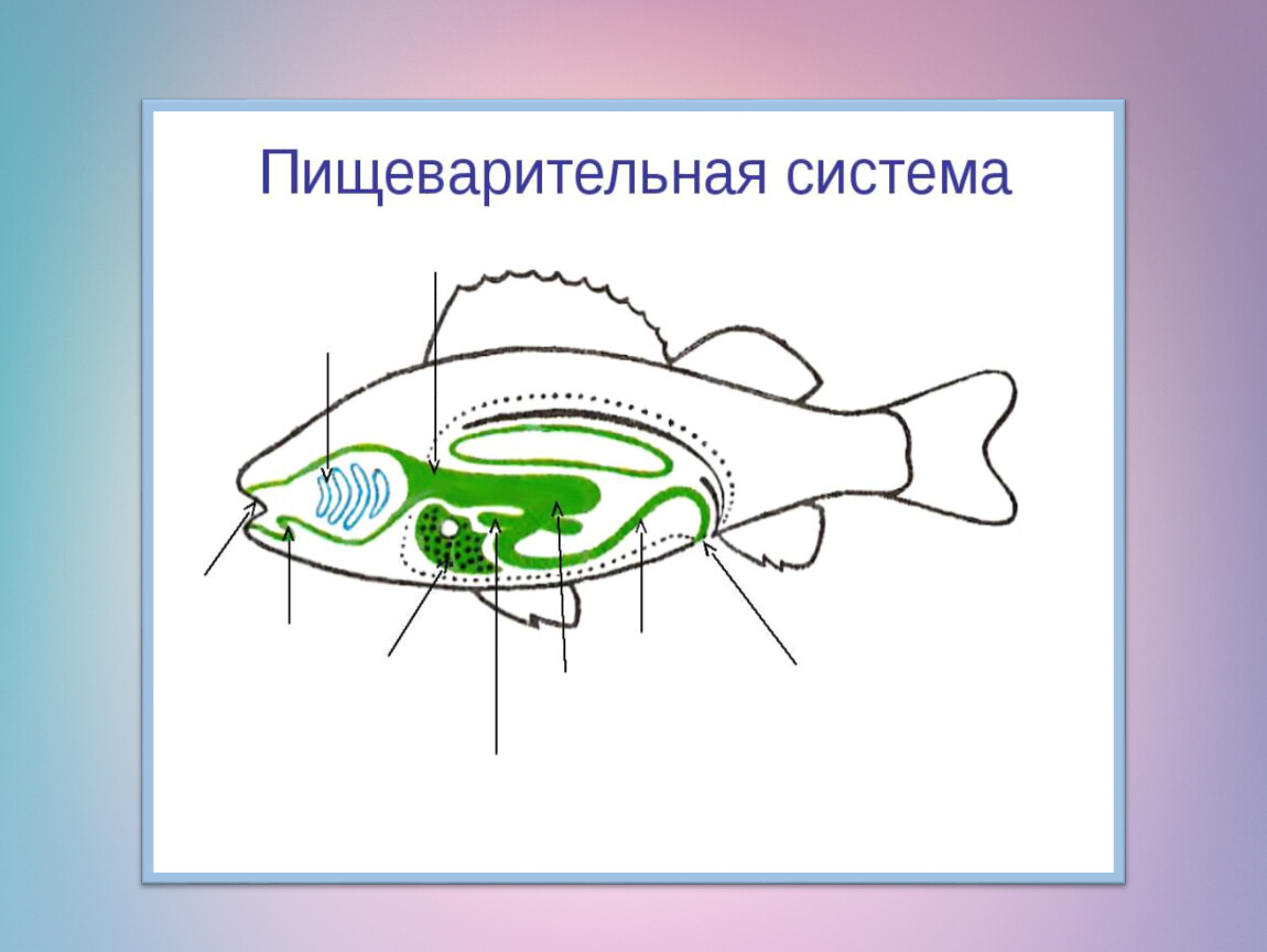 Биология 7 класс органы пищеварения презентация