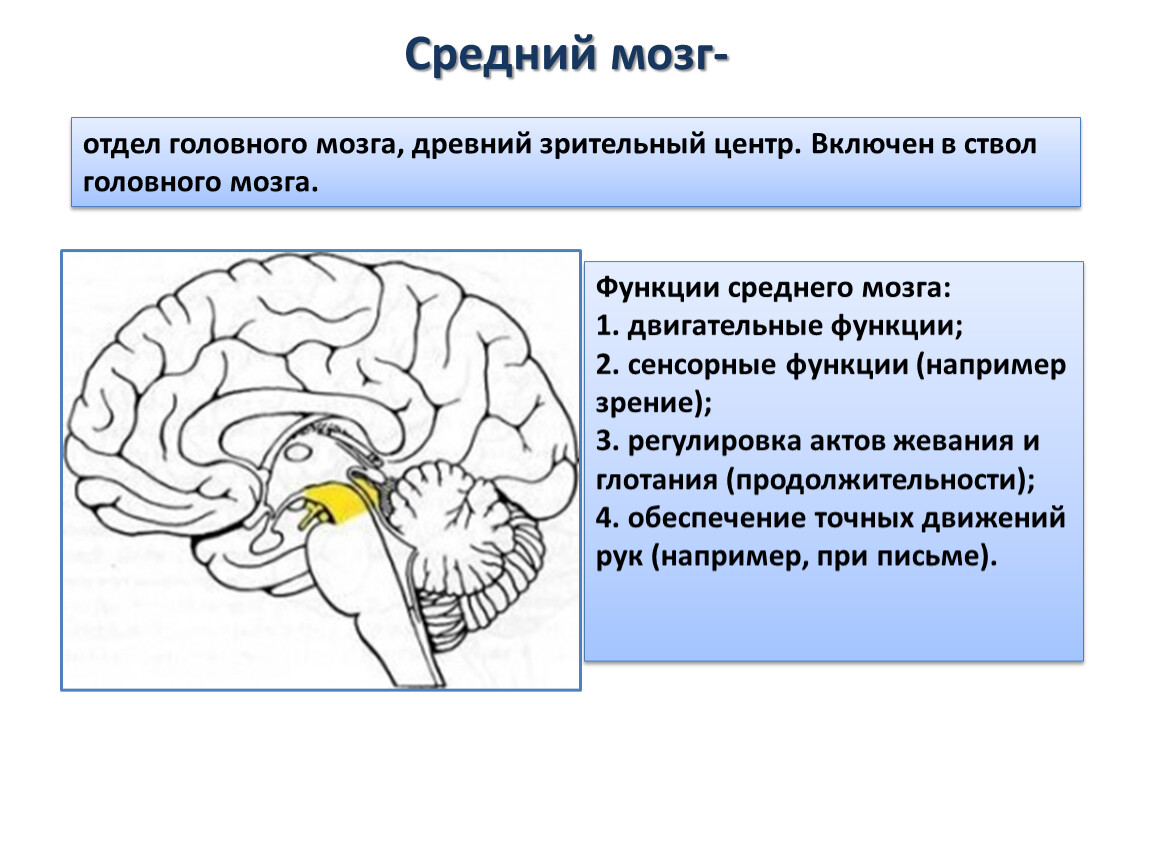 Строение среднего мозга в головном мозге. Основные центры среднего мозга. Нервные центры среднего мозга. Центры и функции среднего мозга. ЦНС средний мозг функции.