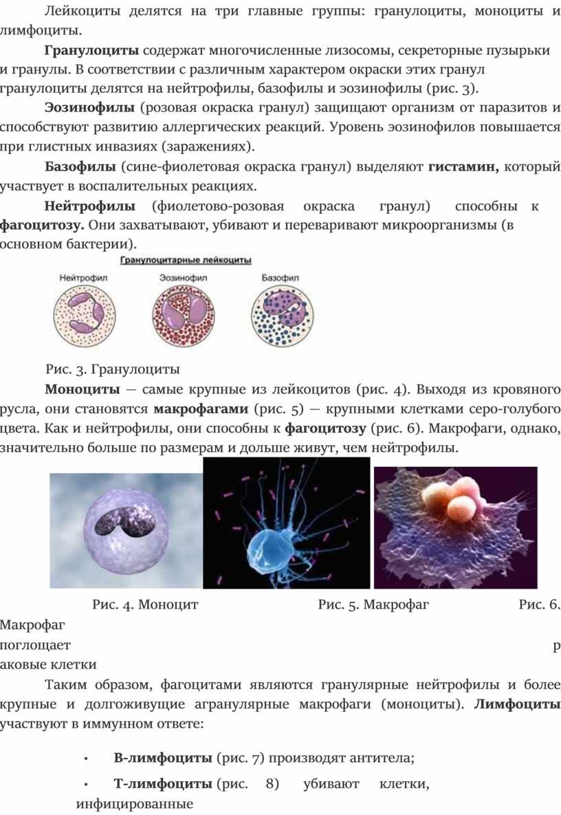 Характеристикой лейкоцитов человека. Лейкоциты. Лейкоциты делятся на. Классификация лейкоцитов. На какие группы делятся лейкоциты.