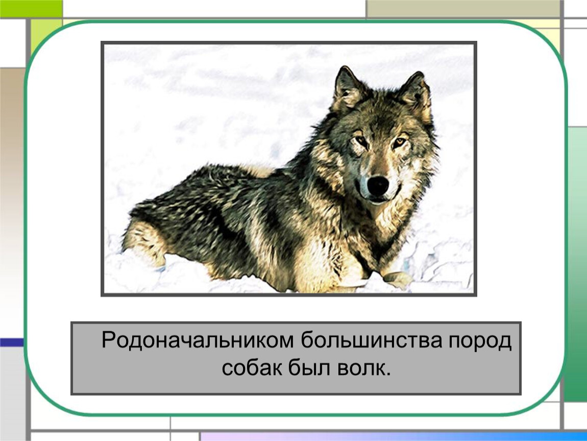 Презентация кошки и собаки. Слова волка. Презентации для темы собак и Волков. Доклад про собаку 2 класс окружающий мир. Собака и волк окружающий мир.