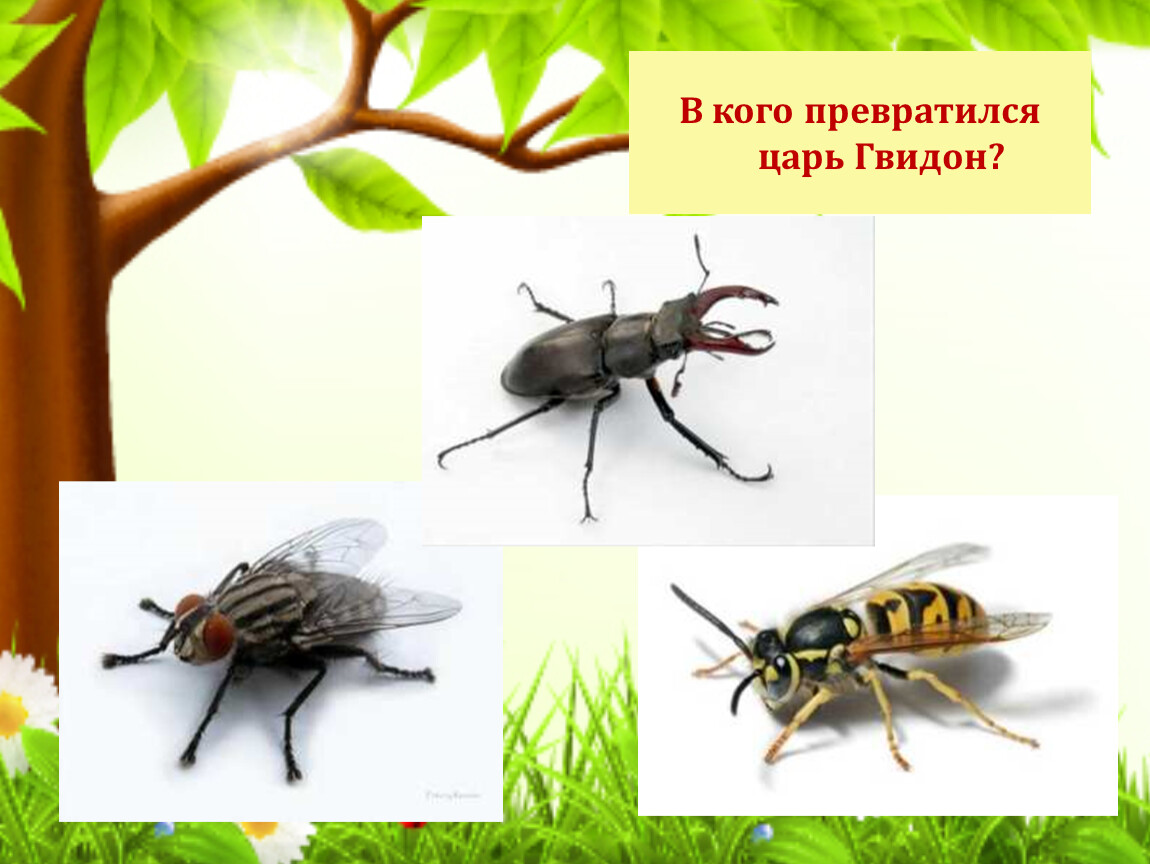 В кого превращался царь гвидон. Вкаво непровращался царь Гвидон. В кого превращался. В кого превратился царь Гвидон в 1 раз.