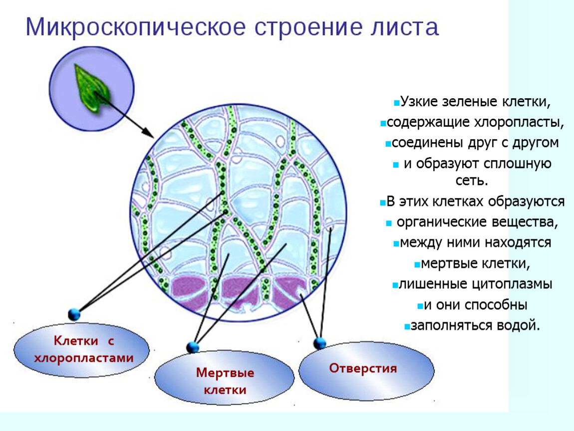 Хлоропласты содержатся в клетках. Строение клетки хлоропласты. Строение листа хлоропласты. Хлоропласты в клетках листа.