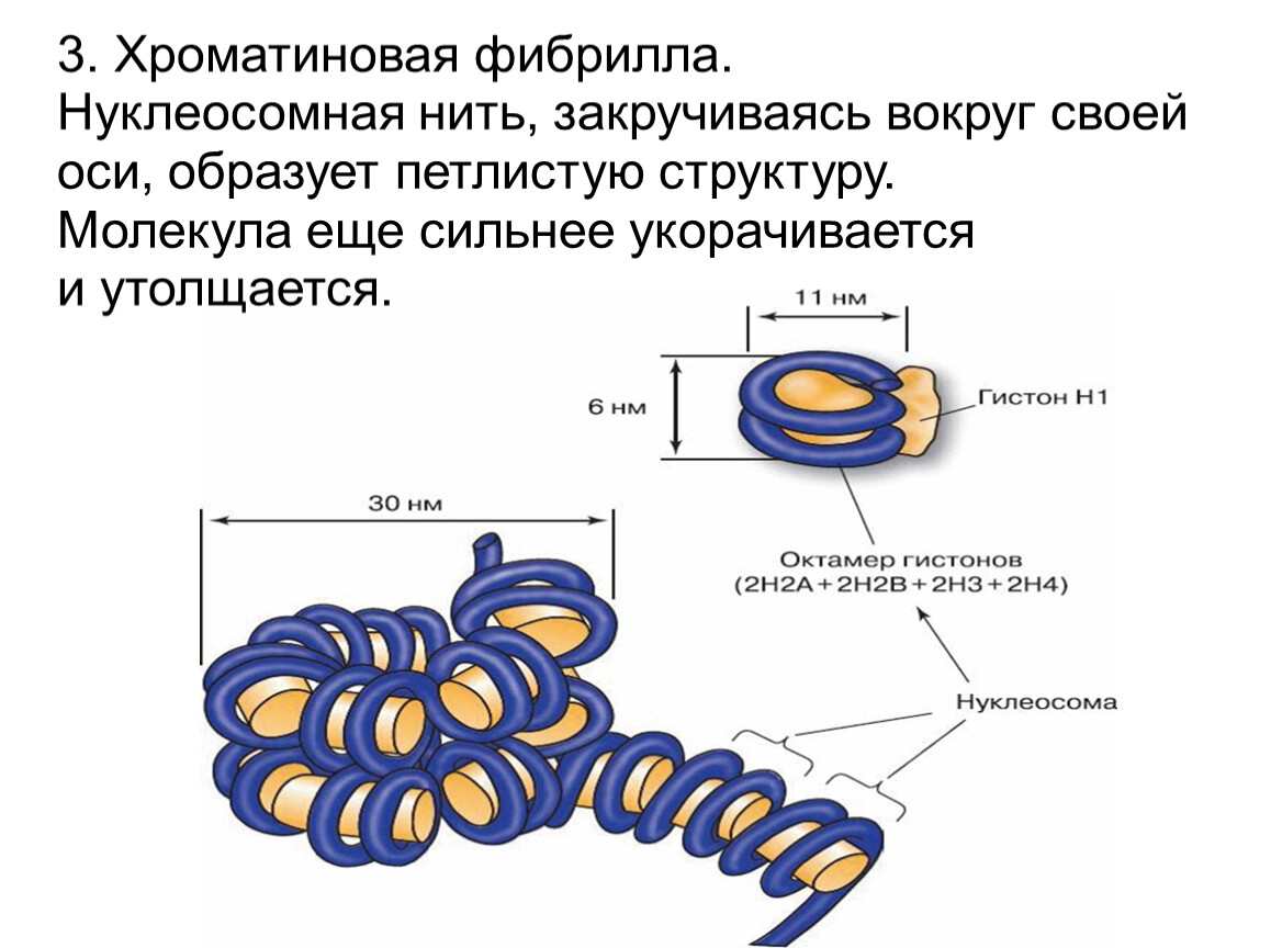 Схема упаковки днк