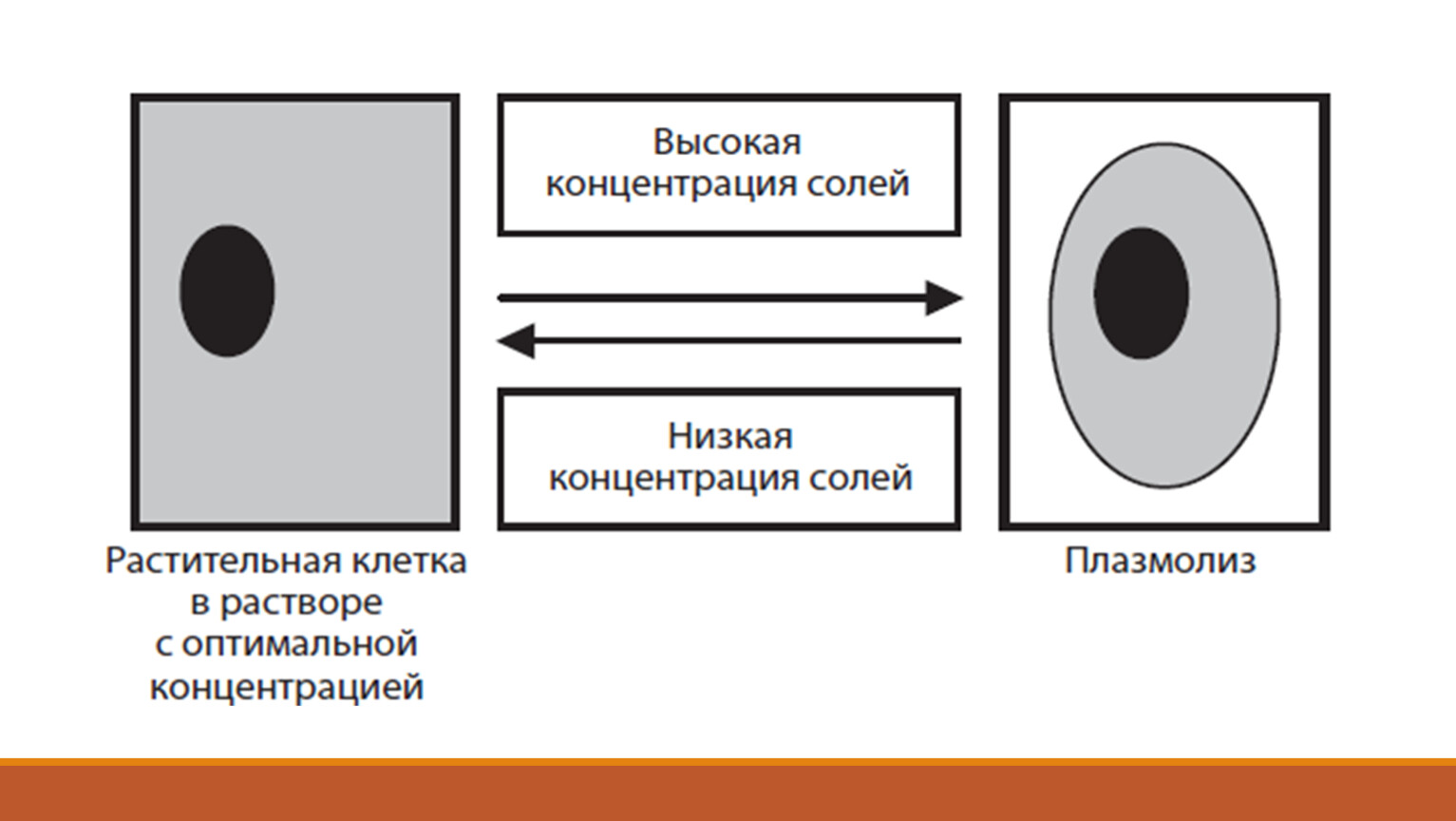 Ощущение клетки. Как клетка выводит co2.