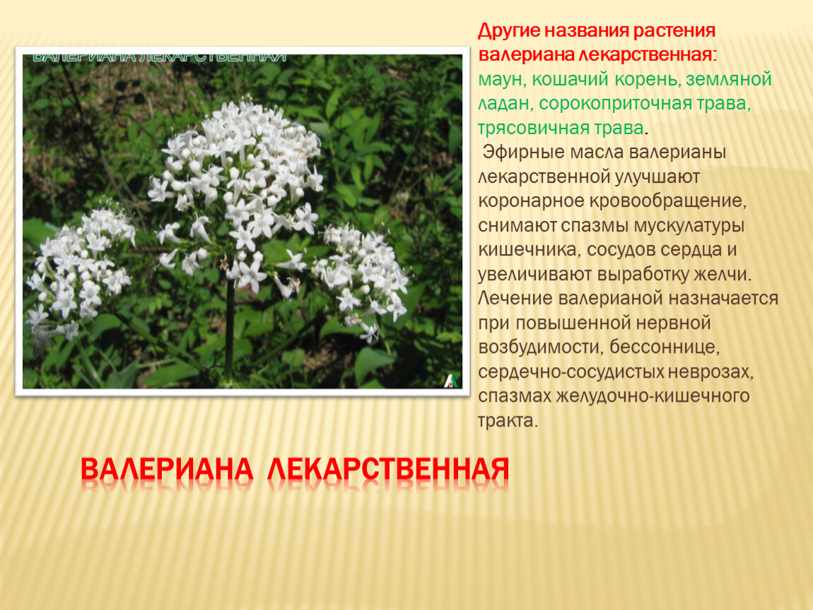 Назвал другим именем. Валериана лекарственная описание. Валериана лекарственная описание растения. Валериана растение описание. Валерьяна растение описание.