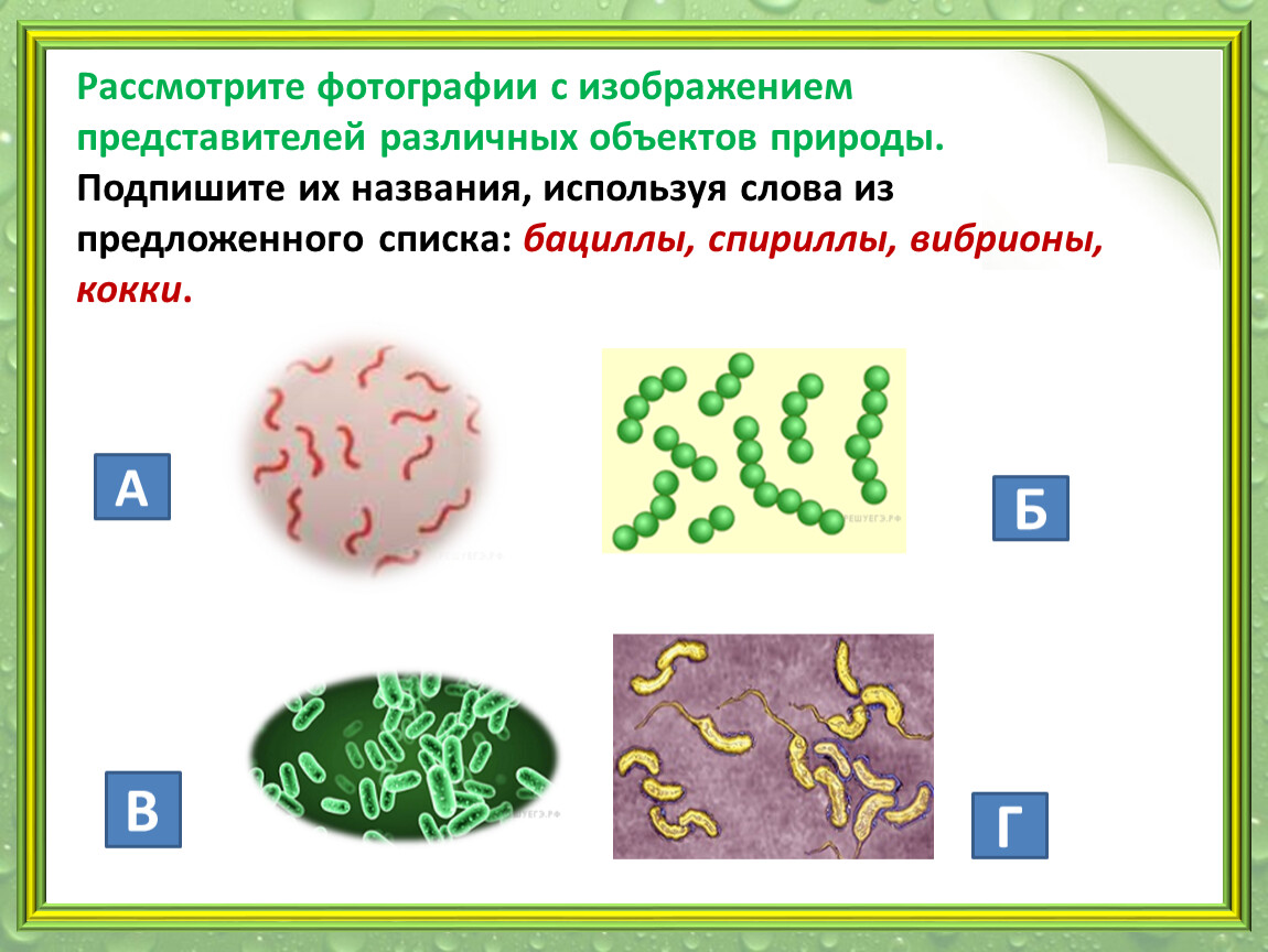 Ниже списке даны характеристики объектов живой природы. Вибрионы и спириллы. Подпишите их названия бациллы спириллы. Спириллы бактерии. Кокки спириллы бациллы.