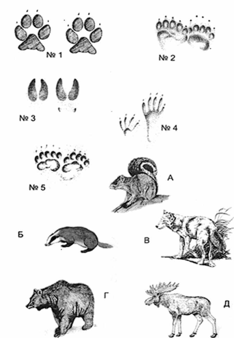 Узнай животных по рисункам. Распознать следы животных. Задания для детей чьи следы. Соотнеси следы животных. Игра Угадай чьи следы.