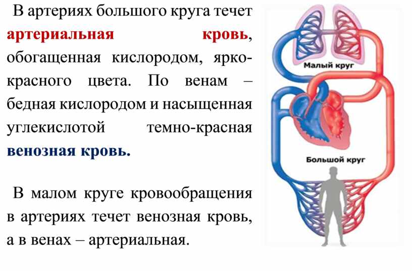 В артериях большого круга течет артериальная кровь , обогащенная кислородом, ярко-красного цвета