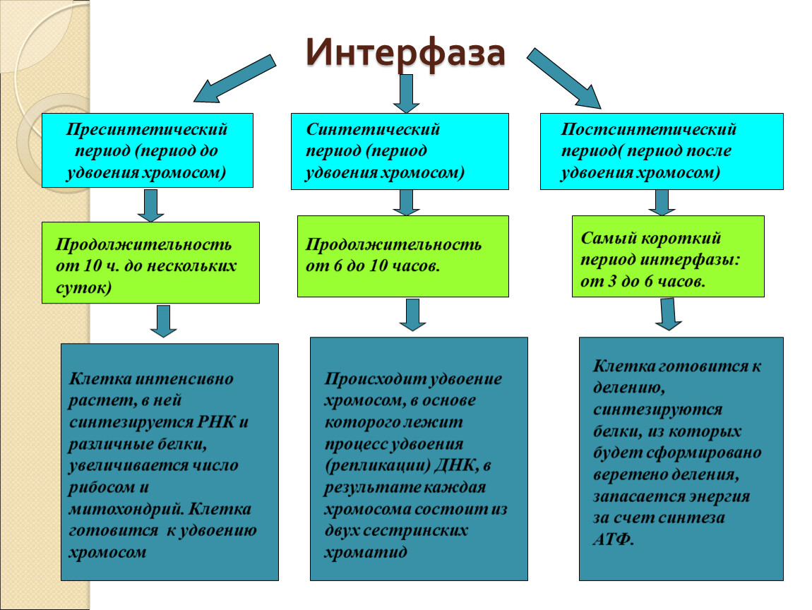 Таблица интерфазы. Пресинтетический период интерфазы таблица. Интерфаза описание кратко. Интерфаза это в биологии кратко. Пресинтетический период интерфазы процессы.