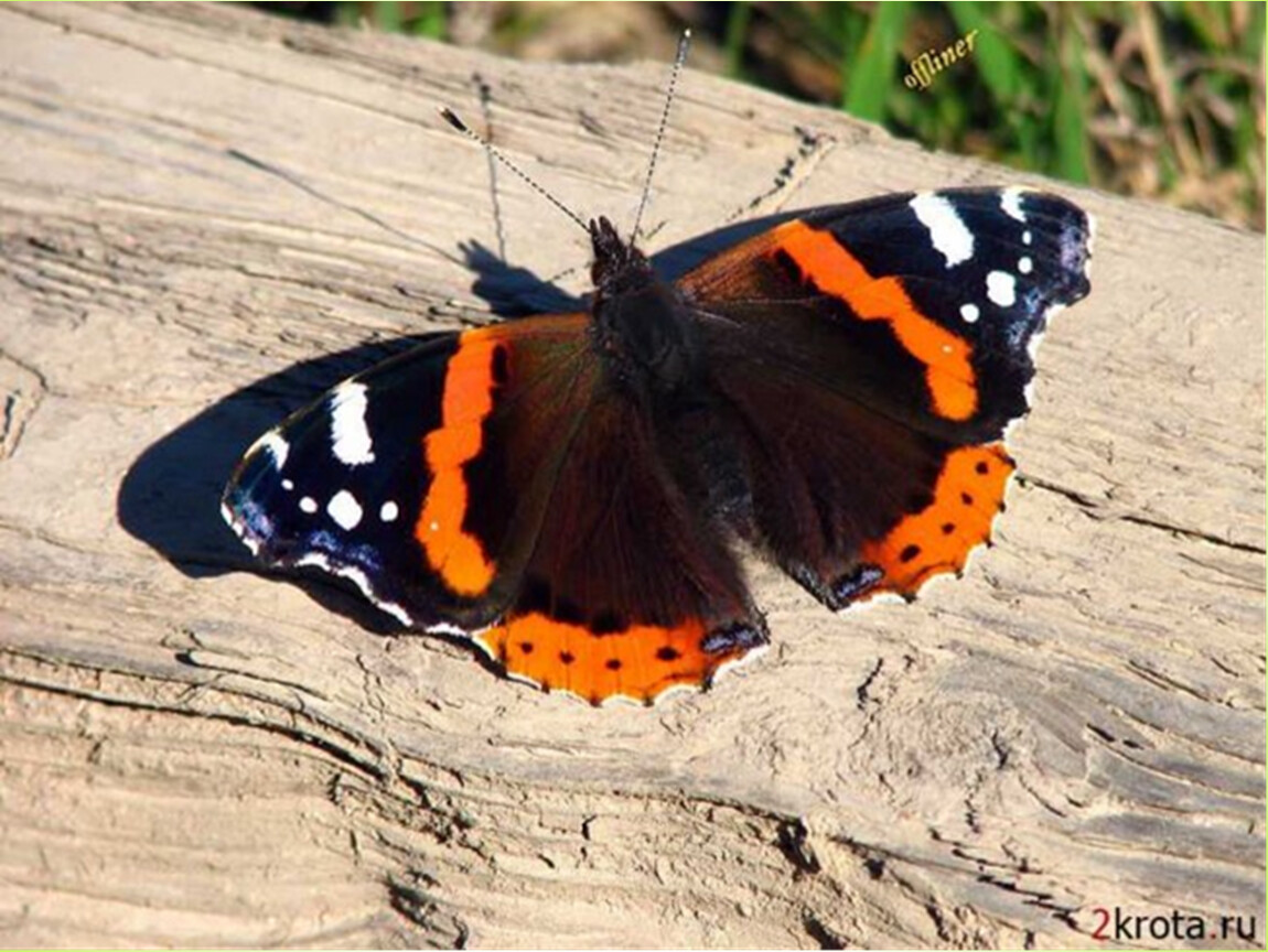 Бабочка на букву п. Олимпиус Инферно бабочка. Бабочки России. Редкие бабочки. Редкие виды бабочек.