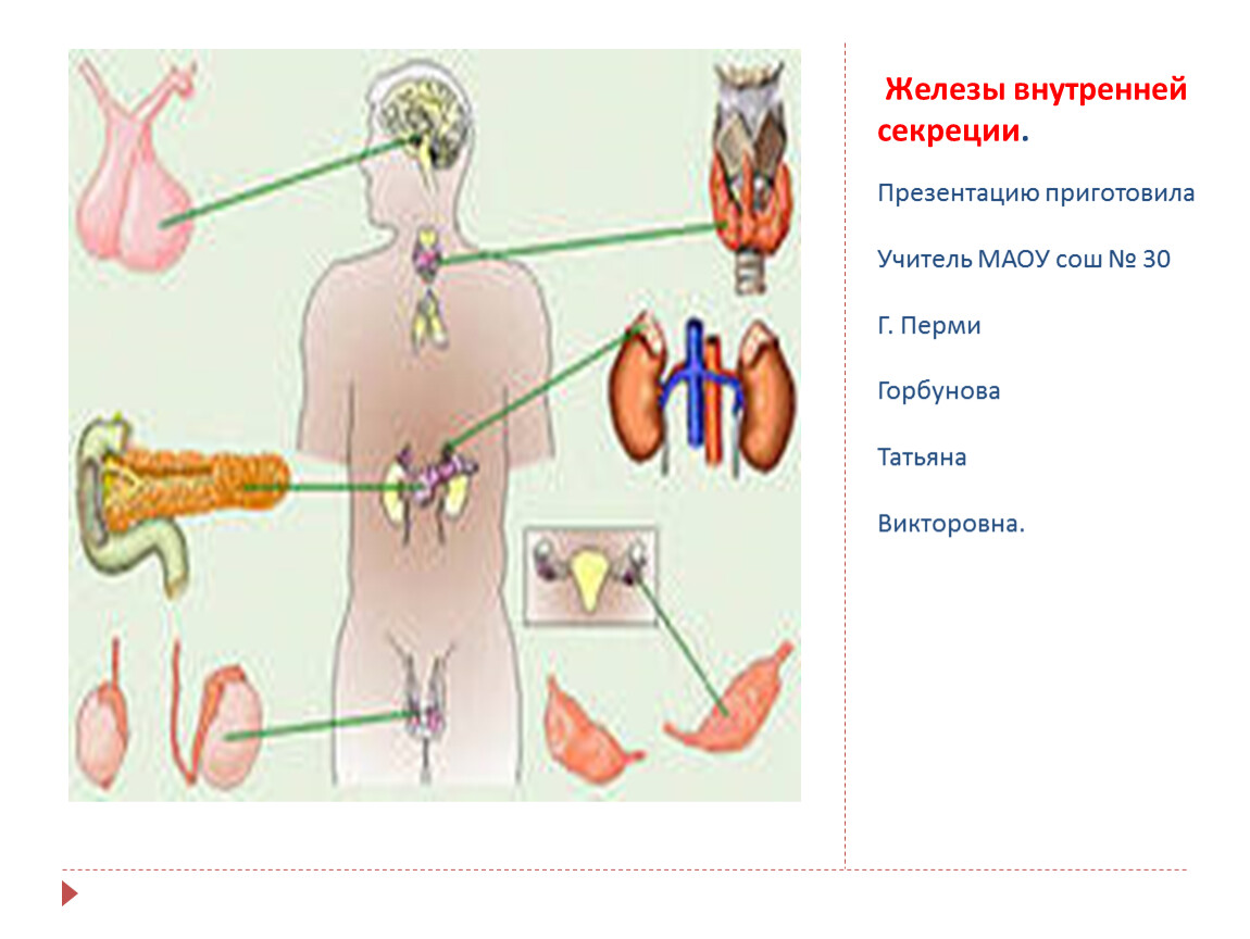 Тест по теме железы. Железы внутренней секреции 8 класс биология. Класс 8 класс биология железы внутренней секреции. Схема взаимодействия желез внутренней секреции. Анатомия желез внутренней секреции презентация.