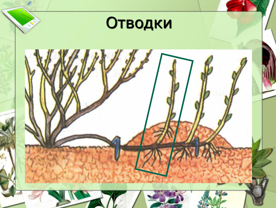 Отводка вегетативное размножение. Отводки размножение. Размножение растений отводками. Вегетативное размножение отводками. Размножение отводками это в биологии.