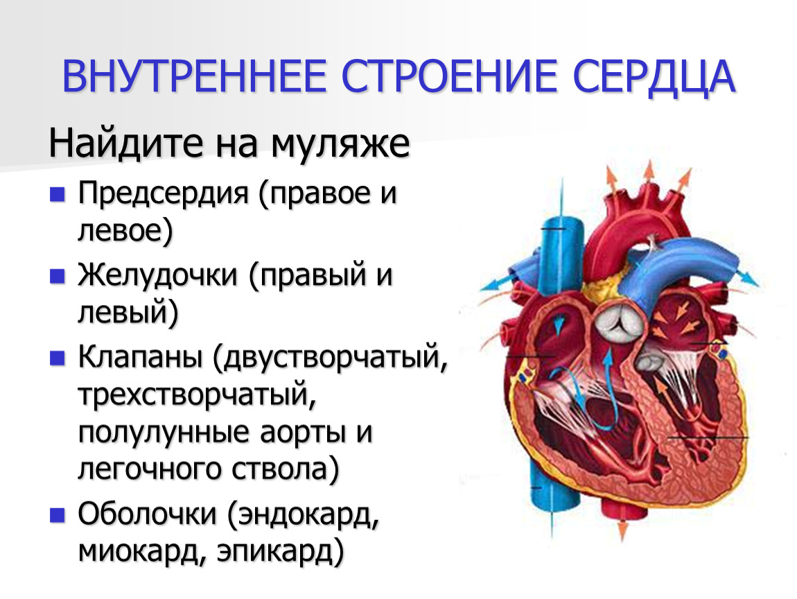 2 строение сердца. Строение сердца таблица. Анатомия и физиология сердца. Внутр строение сердца. Физиология сердца человека.