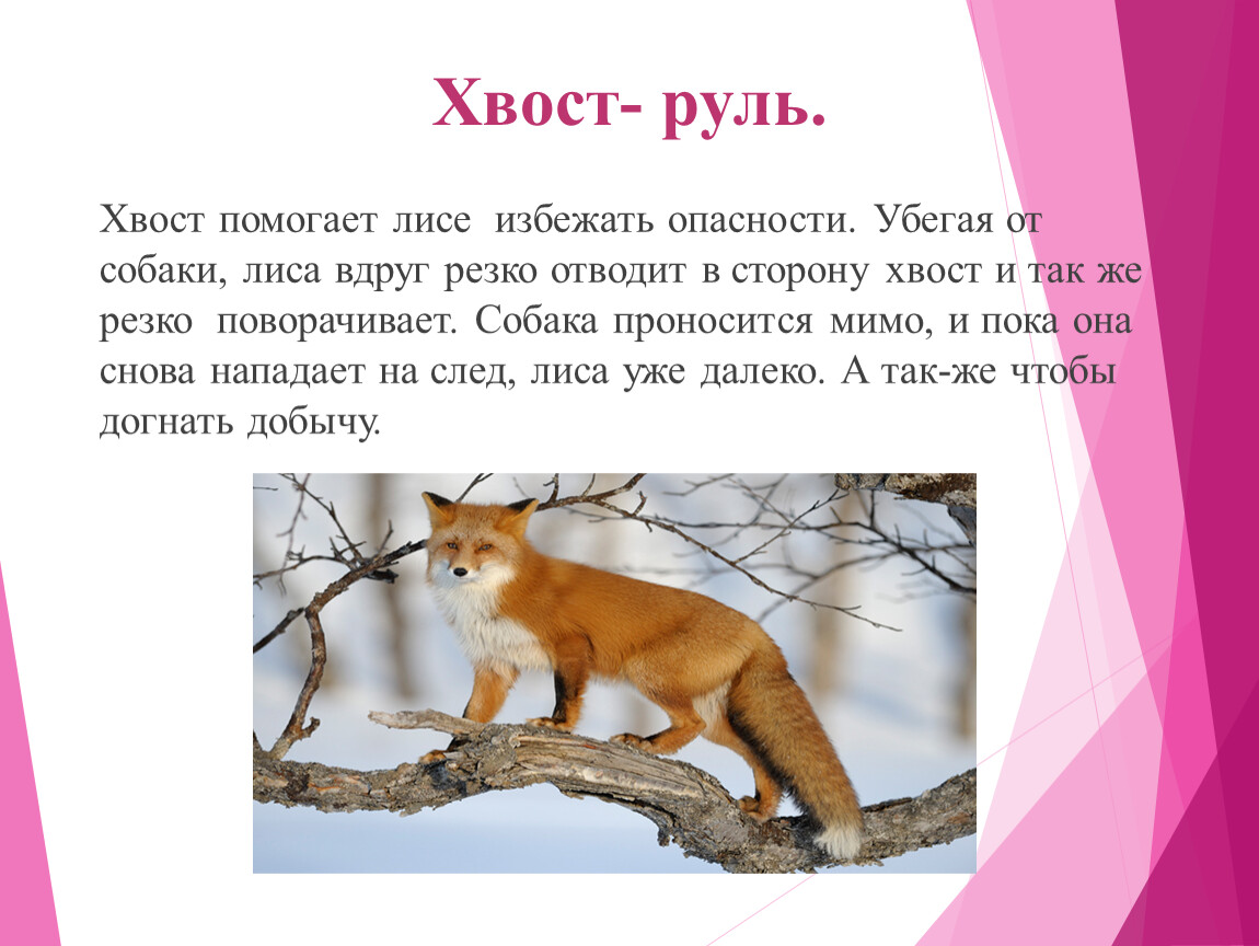 От чего помогают лисички. Хвост руль. Растение Лисий хвост описание. Как избежать лисы. Лиса что делает слова действии.