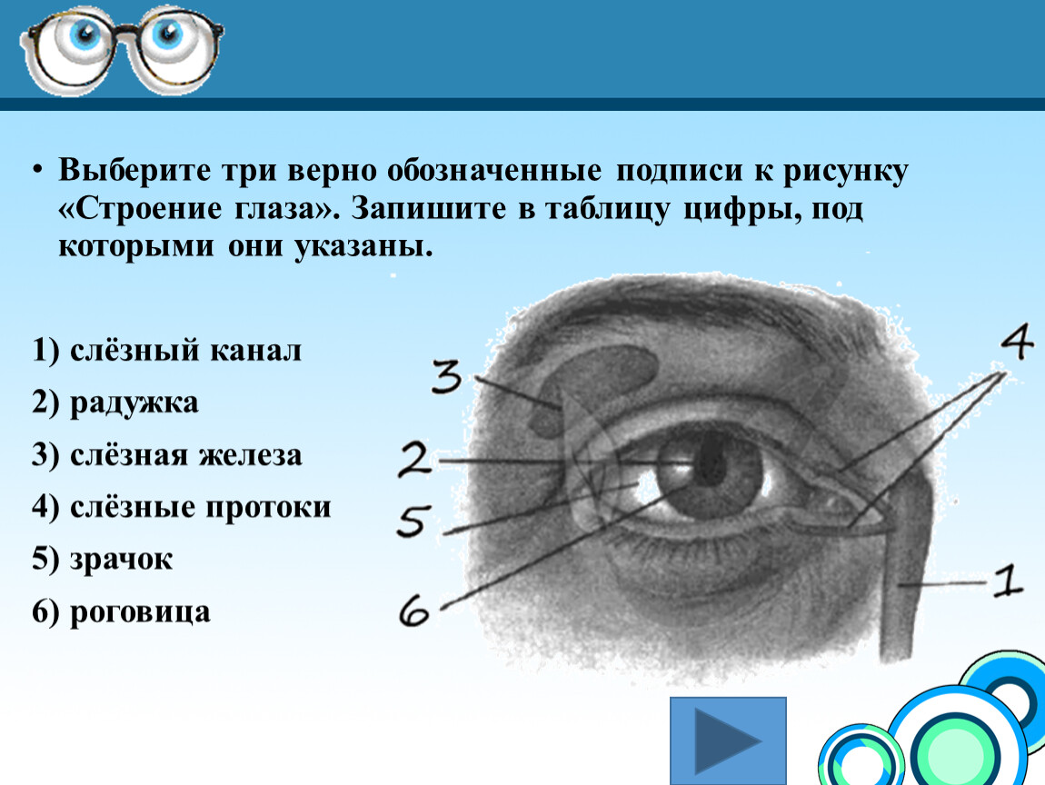 Какие структуры глаза обозначены буквами на рисунке. Выберите три верно обозначенные подписи к рисунку. Рисунок глаза по биологии 8 класс. Строение глаза 8 класс биология. Строение глазной щели.