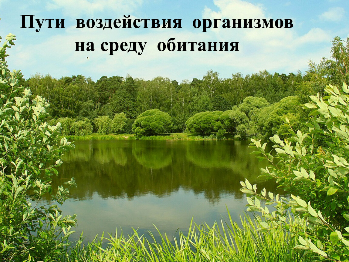 Влияние среды обитания. Воздействие организмов на среду обитания. Пути воздействия организмов на среду о. Влияние живых организмов на среду обитания. Пути воздействия организмов на среду обитания презентация.