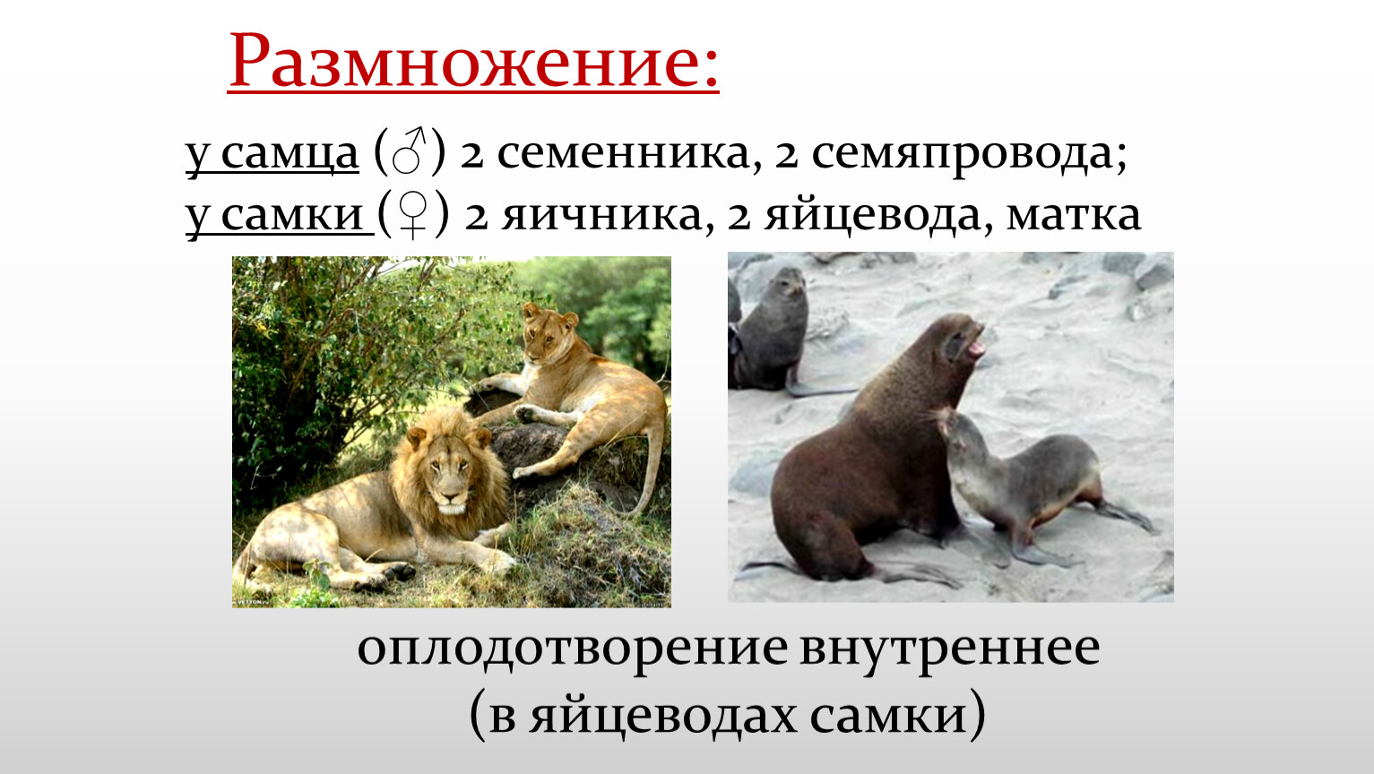 Докажите преимущества размножения млекопитающих по сравнению. Размножение млекопитающих 7 класс биология. Размножение млекопитающих презентация. Развитие млекопитающих. Размножение млекопитающих кратко.